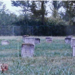 While rumor had it that the cemetery was used to bury executed prisoners,
that was not entirely the case.The cemetery also contained the infant
daughter of a female prisoner and unclaimed inmates, most of 
whom died of disease, according to a recent pamphlet about the cemetery.